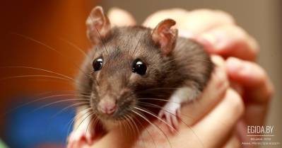 Прошёл конкурс-фестиваль «Осенние следочки»