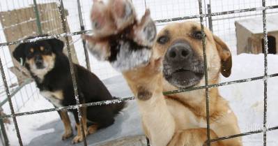 Идут фашисты по земле Белорусской… Вторая серия (г.Могилёв)