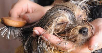 Бескорыстная помощь ЧП «ЗооЭлитСервис» беспризорным животным (салон «Четыре лапы»)