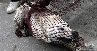 О праве бездомных на смерть. К Международному Дню Прав Животных в Беларуси...