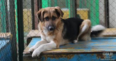 «Зона Икс», БТ. Сюжет о ГП «Фауна города» от 29 мая 2009 года