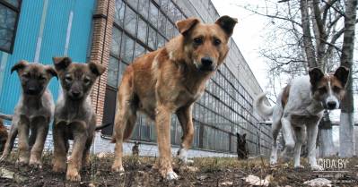 Открытое обращение ко всем! Собираем подписи в защиту бездомных животных!