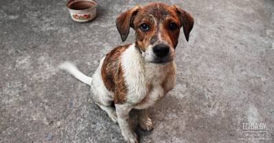 «Общий интерес», телеканал «Мир», эфир от 7.12.2009. О жестоком обращении с животными.