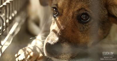 Какова роль ветеринарных служб при отлове, отстреле, содержании и утилизации безнадзорных животных в Республике Беларусь