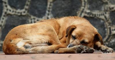 Кровавые реки Беларуси. Документальный фильм о бездомных животных в РБ