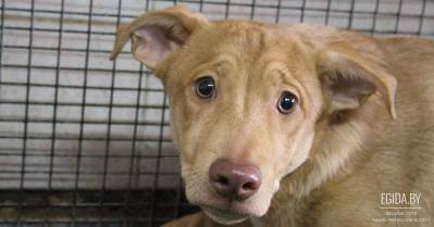 Сбор подписей. Обращение-протест против курса КУП «Фауна города» на тотальное уничтожение бездомных животных.