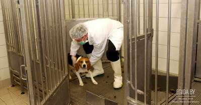 Газета «Аргументы и факты» о совсем не ОПЫТных собаках «Фауны города», а также «просто арументы» и «просто факты»