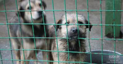 «Панорама недели», БТ. Сюжет о ГП «Фауна города» от 7.06.2009