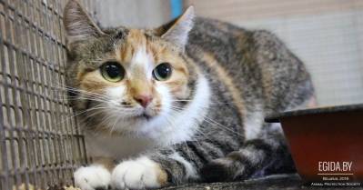 Как ГП «Фауна города» существует за счёт налогоплательщиков, издеваясь над ними же...