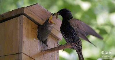 Скворечник каждому скворцу!