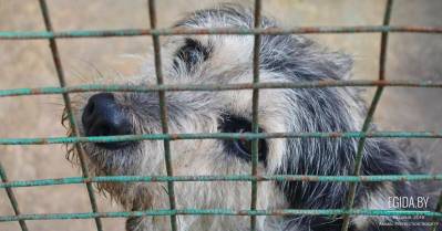 Заплатишь налог - убьют собаку!