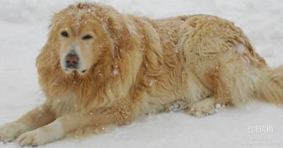 Найдут ли убийцу Грея? (г.Могилёв)