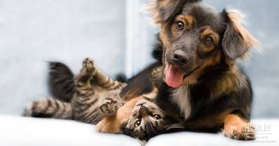 17.03.2012 - Благотворительная акция «Давай поможем!». Дворец детей и молодёжи, 13:00.