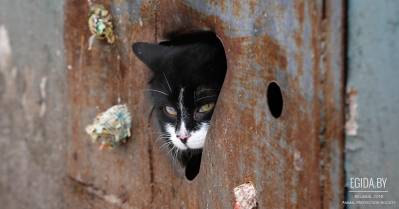 Кошмар на улице Мясникова, или как действуют службы «государства для народа»