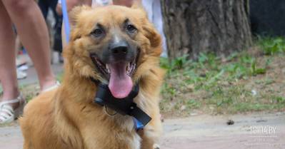 Пес Шанс или трагедия на железной дороге.