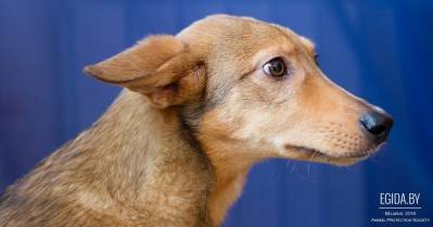 Ищем простое счастье для подростка-инвалида Феникса