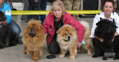 Работниками КУП «Фауна города» убита очередная хозяйская собака