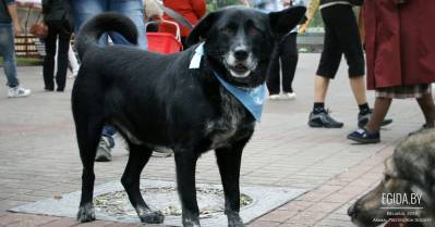 ГП «Фауна города» отметило Международный день защиты животных убийством