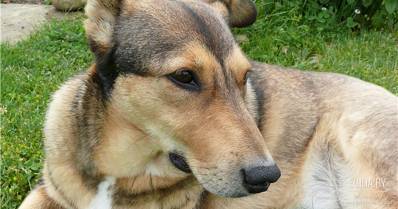 Вы можете помочь собаке Арише улететь в Швейцарию