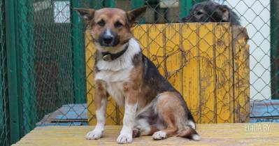 «Фауна города» - не приют!