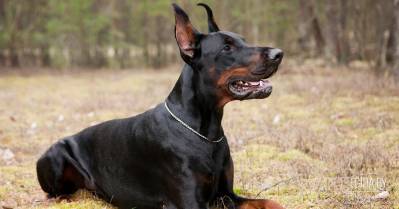 Прости и прощай, Эйс! Минчанин взял в приюте собаку и отрезал ей голову