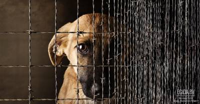 Фильм «Животные вне закона»