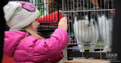 5 октября 2013 г. – Благотворительная акция «Защити и помоги!», парк им. 50-летия Октября, 13:00