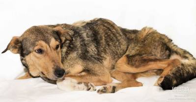 Ариша очень хочет жить!