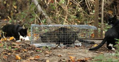 ООЗЖ «Эгида» просит помощи в покупке клеток-ловушек для спасения котов!