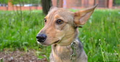 Просим помощи отправить собаку-инвалида Феникса в Швейцарию