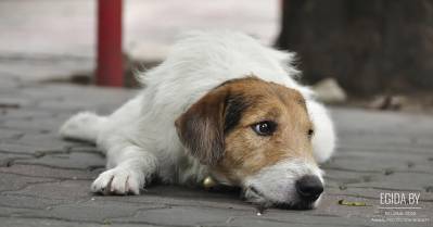 И снова: Колодищи! Собаки продолжают ждать и надеяться! Кто поможет, если не ты?