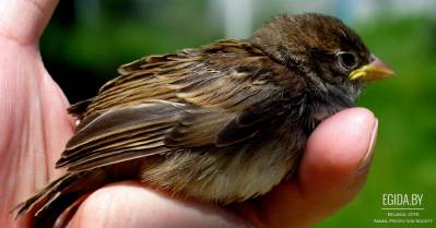 ООЗЖ «Эгида» дает советы оказания первой помощи пернатым