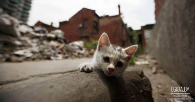 История одного котенка. Меня бросили на даче. Меня больше нет...