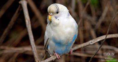 14-15.02.2015 - ООЗЖ «Эгида» на выставке-шоу птиц «Экзот - 2015», НВЦ «Белэкспо», 10:00-19:00