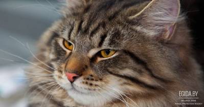 9-10.05.2015 - ООЗЖ «Эгида» на выставке «Золотая кошка Евразии 2015». НВЦ «Белэкспо», 10:00-18:00