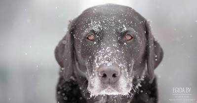 Спаси жизни – пусти погреться или построй убежище для замерзающих брошенных животных!