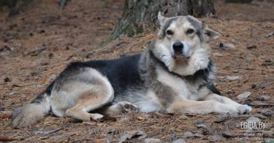 Старый пес Малыш и волонтеры в ожидании чуда под Новый год!