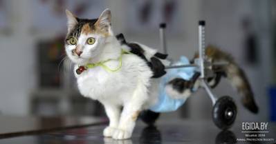 ООЗЖ «Эгида» ищет человека, готового возглавить направление помощи котам-инвалидам!