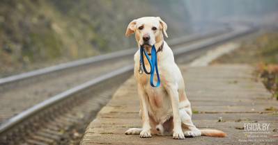Не разводите! Не покупайте, пока есть бездомные животные! Спасите хоть одного из армии бездомных!