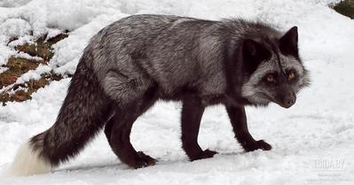 Жизнь лисенка Тоши и его подруги в Ваших руках