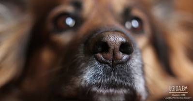 Просто Мальчик, как у Фаины Раневской. И просто Стеша. Собаки-инвалиды. Поможем найти им дом!