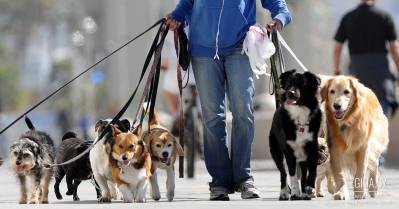 О Человеке, людях и проекте Закона «Об обращении с животными»