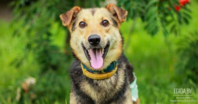 Гаэль - уникальный пёс ищет своего Человека