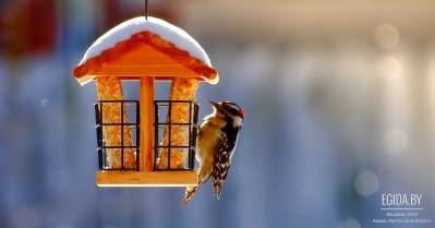 Как помочь птицам зимой