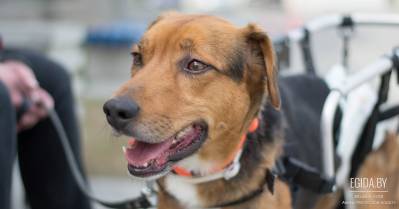 Остановитесь на минуту! Жизнь Тимура в ваших руках!