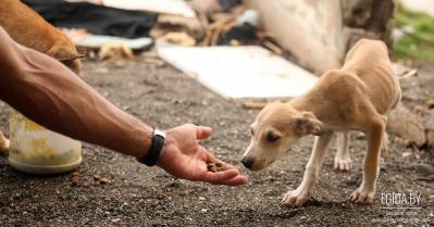 Подано первое заявление с учетом введения уголовной ответственности за жестокое обращение с животными