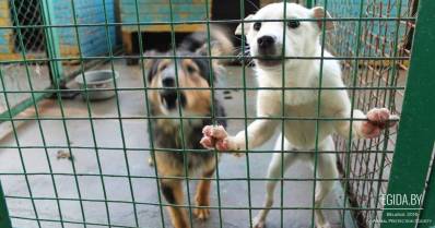 «Фауна города» - не приют! Предприятиям по отлову животных необходим общественный контроль!