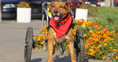 Вторая жизнь животных-инвалидов