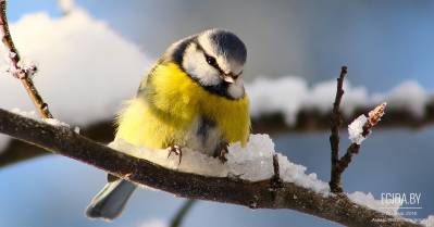 Волонтер ООЗЖ «Эгида» в помощь пернатым. Зоя Кенько: «Вы задумывались, легко ли быть птицей в Беларуси?»