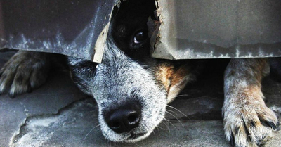 Обреченные на смерть в д.Чуденичи (Логойский район)